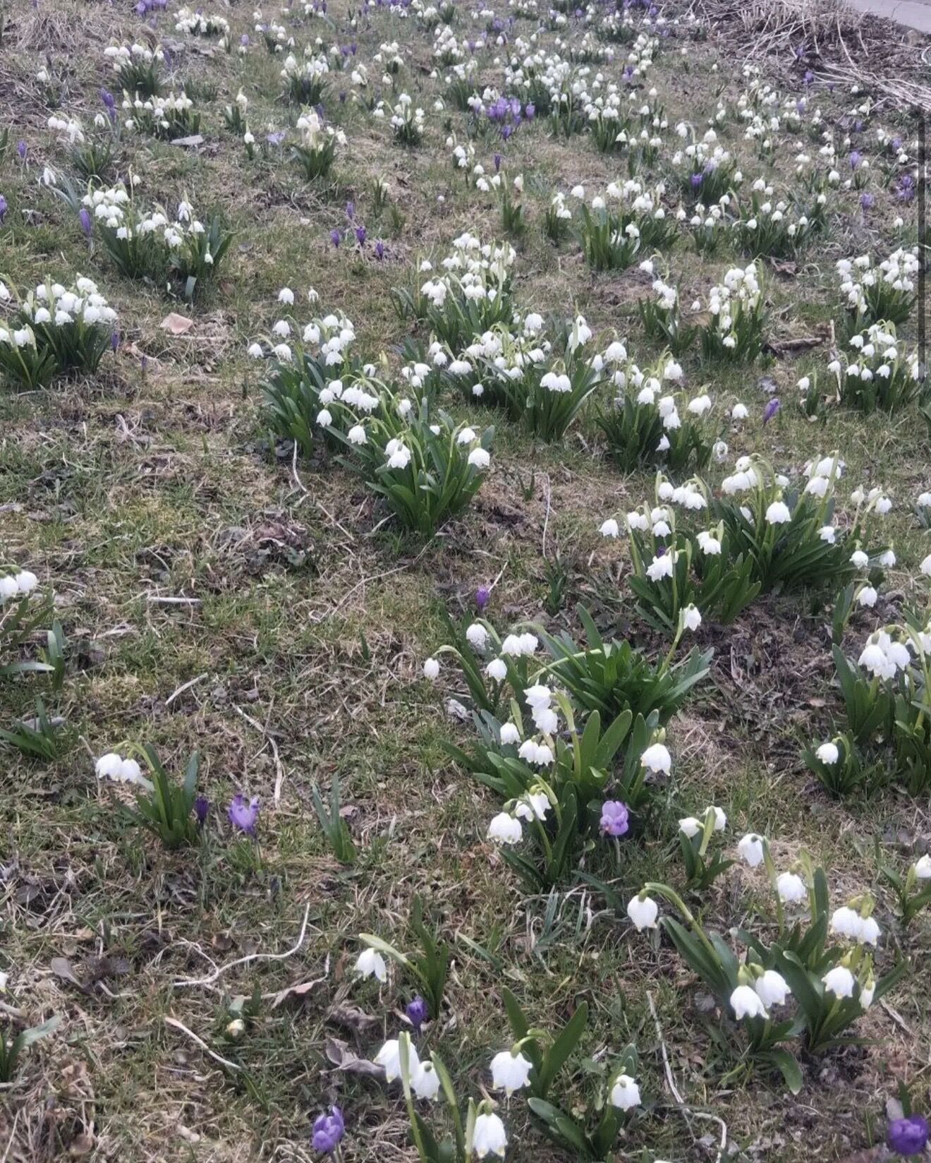 В нацпарке "Синевир" начали цвести подснежники и крокусы, а также проснулись медведи. Фото