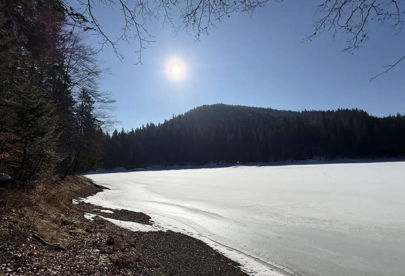 В нацпарке "Синевир" начали цвести подснежники и крокусы, а также проснулись медведи. Фото