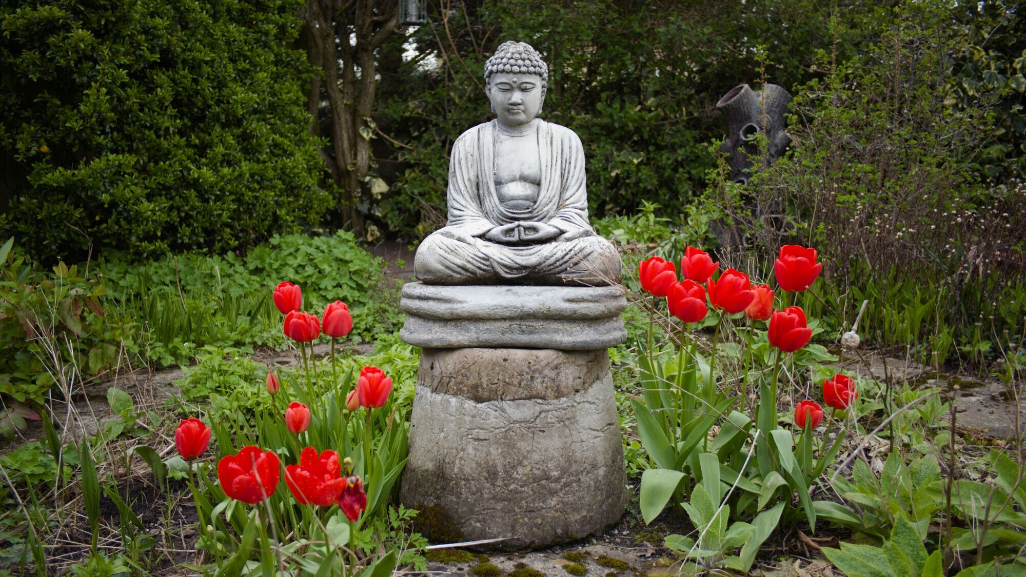 Как сажать тюльпаны весной: нужен особый уход