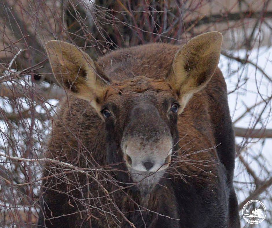 Анфас, профіль та посмішка: у Чорнобильській зоні лось спеціально позував для камери фотографа