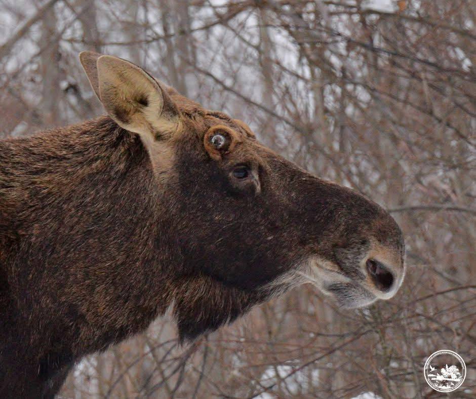 Анфас, профіль та посмішка: у Чорнобильській зоні лось спеціально позував для камери фотографа