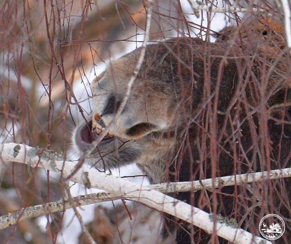 Анфас, профіль та посмішка: у Чорнобильській зоні лось спеціально позував для камери фотографа