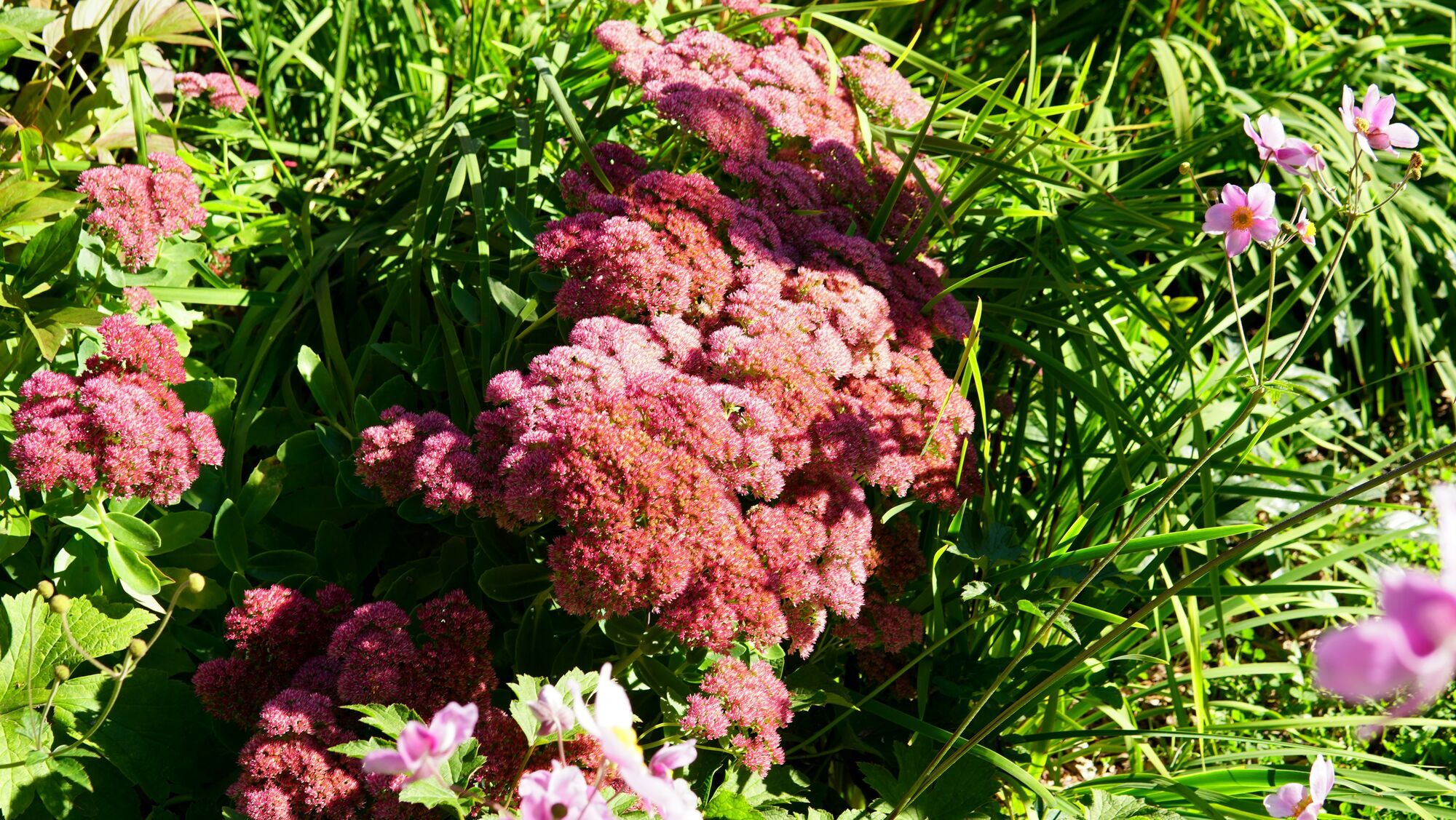 Что посадить на клумбах: 7 цветов, которые выдерживают жару