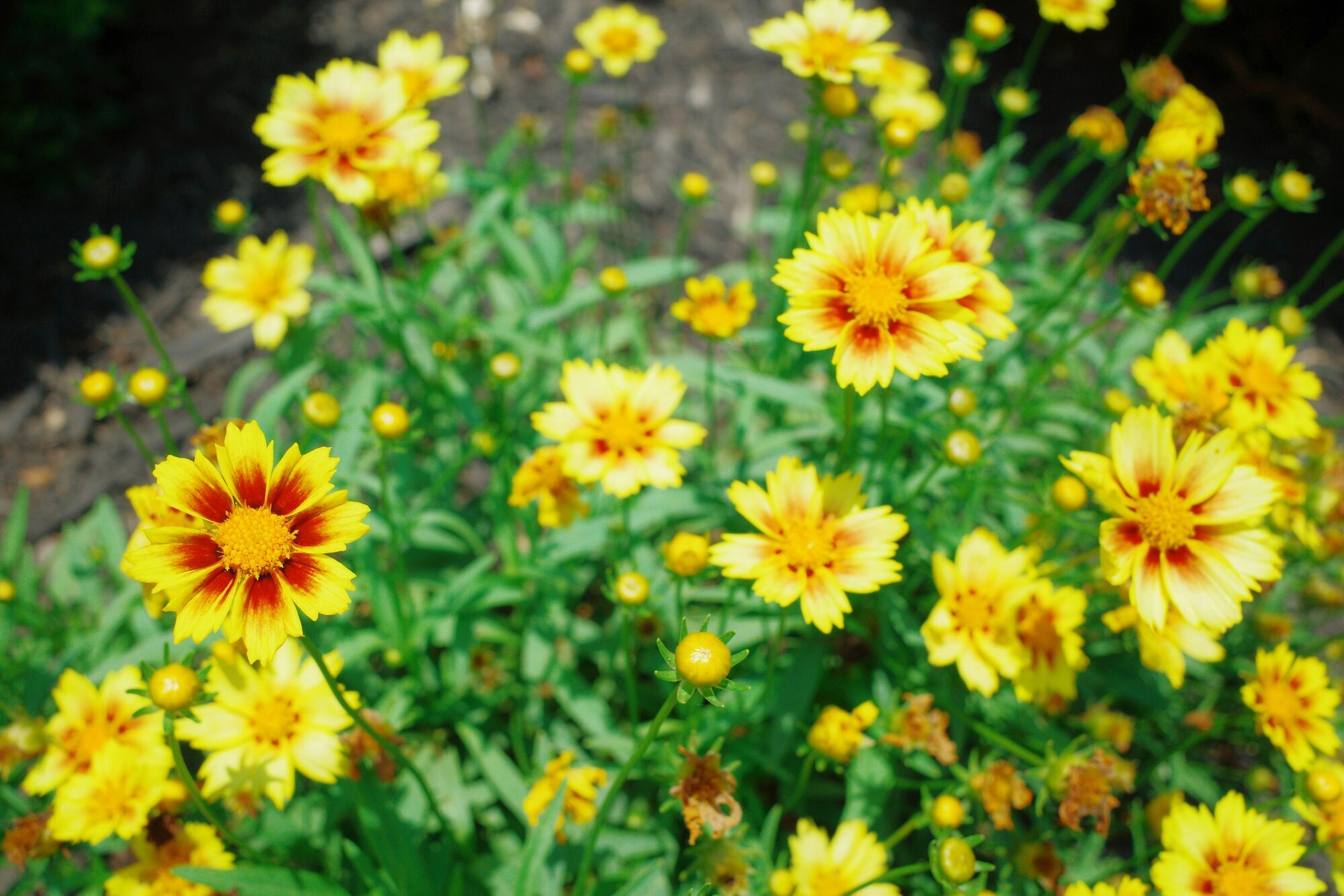 Что посадить на клумбах: 7 цветов, которые выдерживают жару