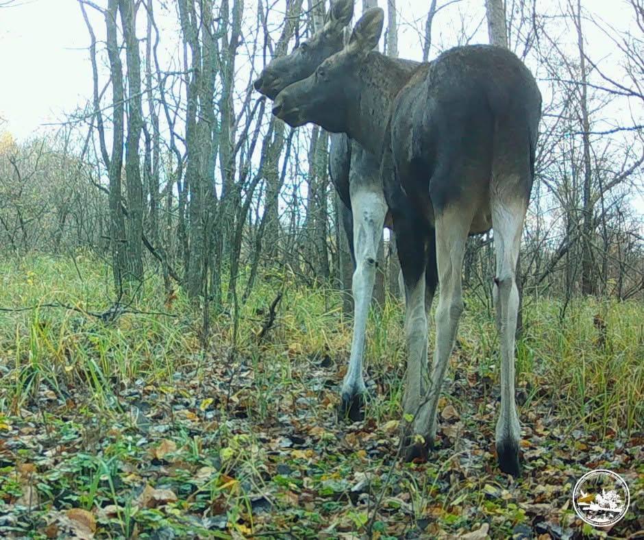 Чорнобильський мутант? У Зоні зафіксували лося "з двома головами". Фото та подробиці