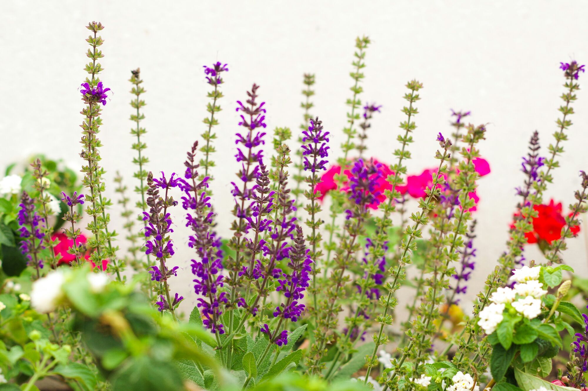 Что посадить на клумбах: 7 цветов, которые выдерживают жару