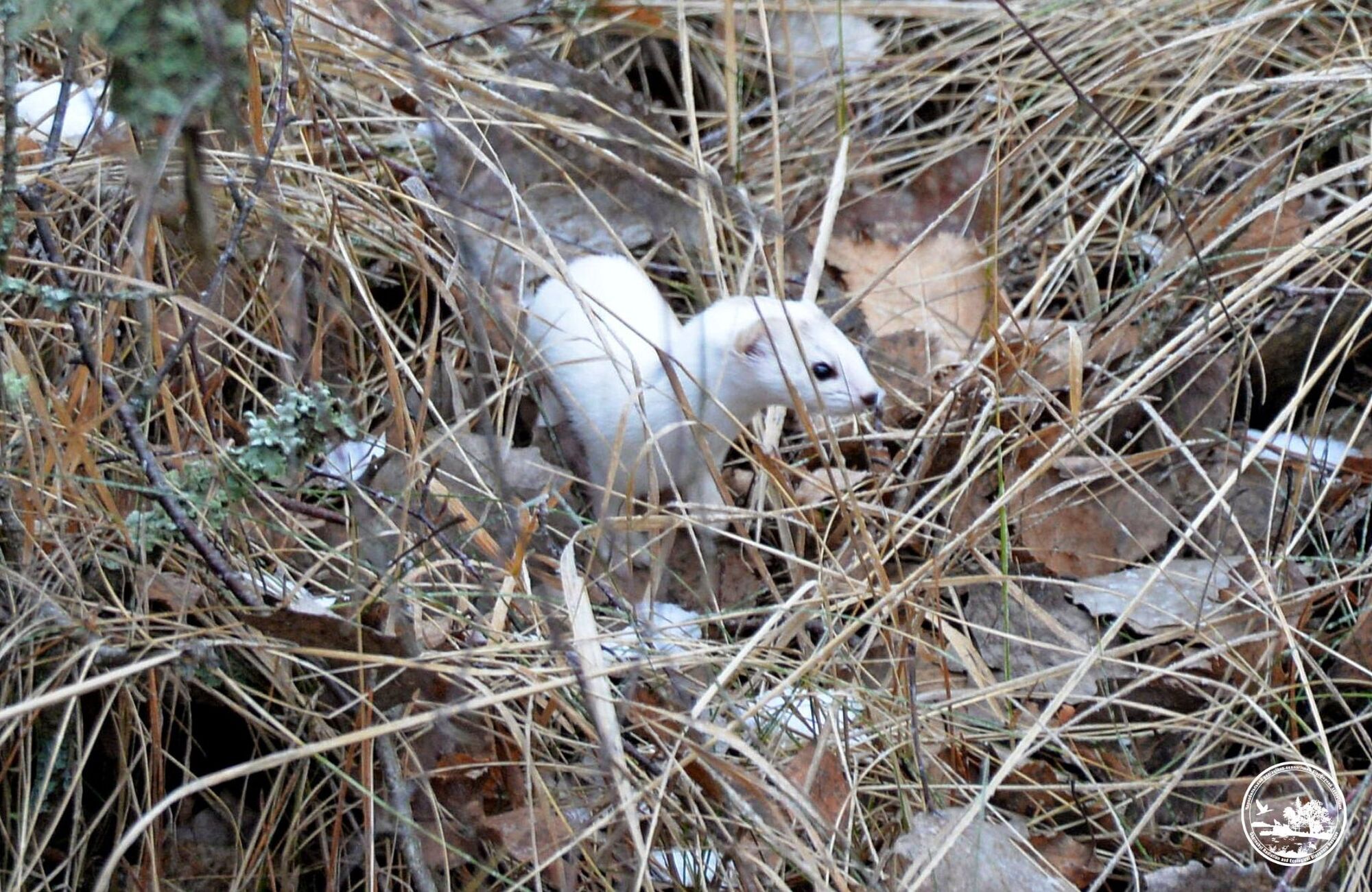 У Чорнобильській зоні помітили невловиму маленьку хижачку із великим характером. Фото