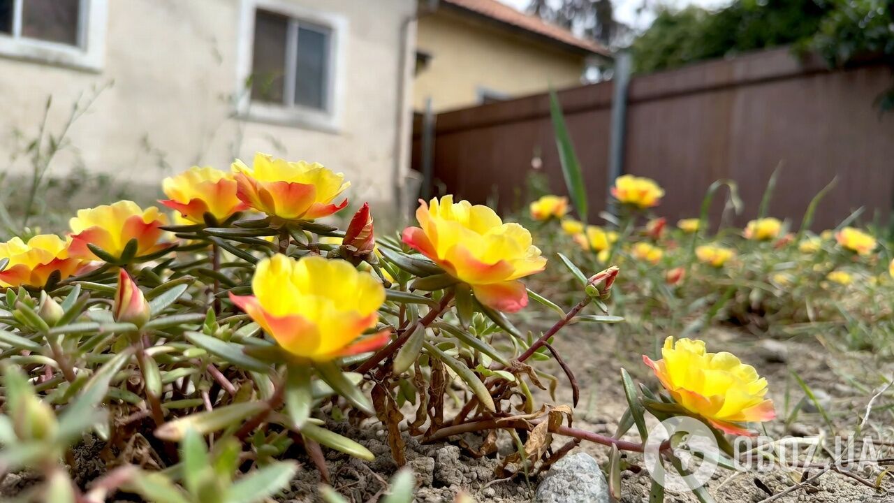 Для сада и балкона: назван универсальный цветок, который выдерживает разную погоду