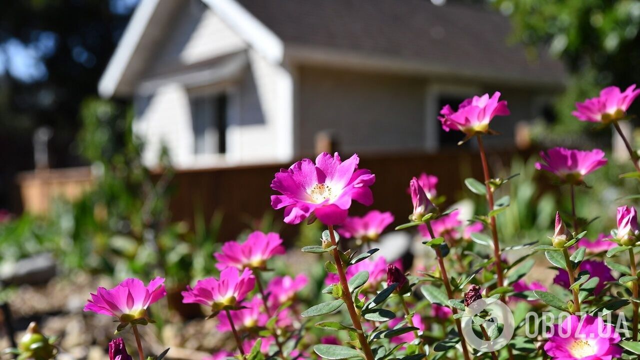 Для сада и балкона: назван универсальный цветок, который выдерживает разную погоду