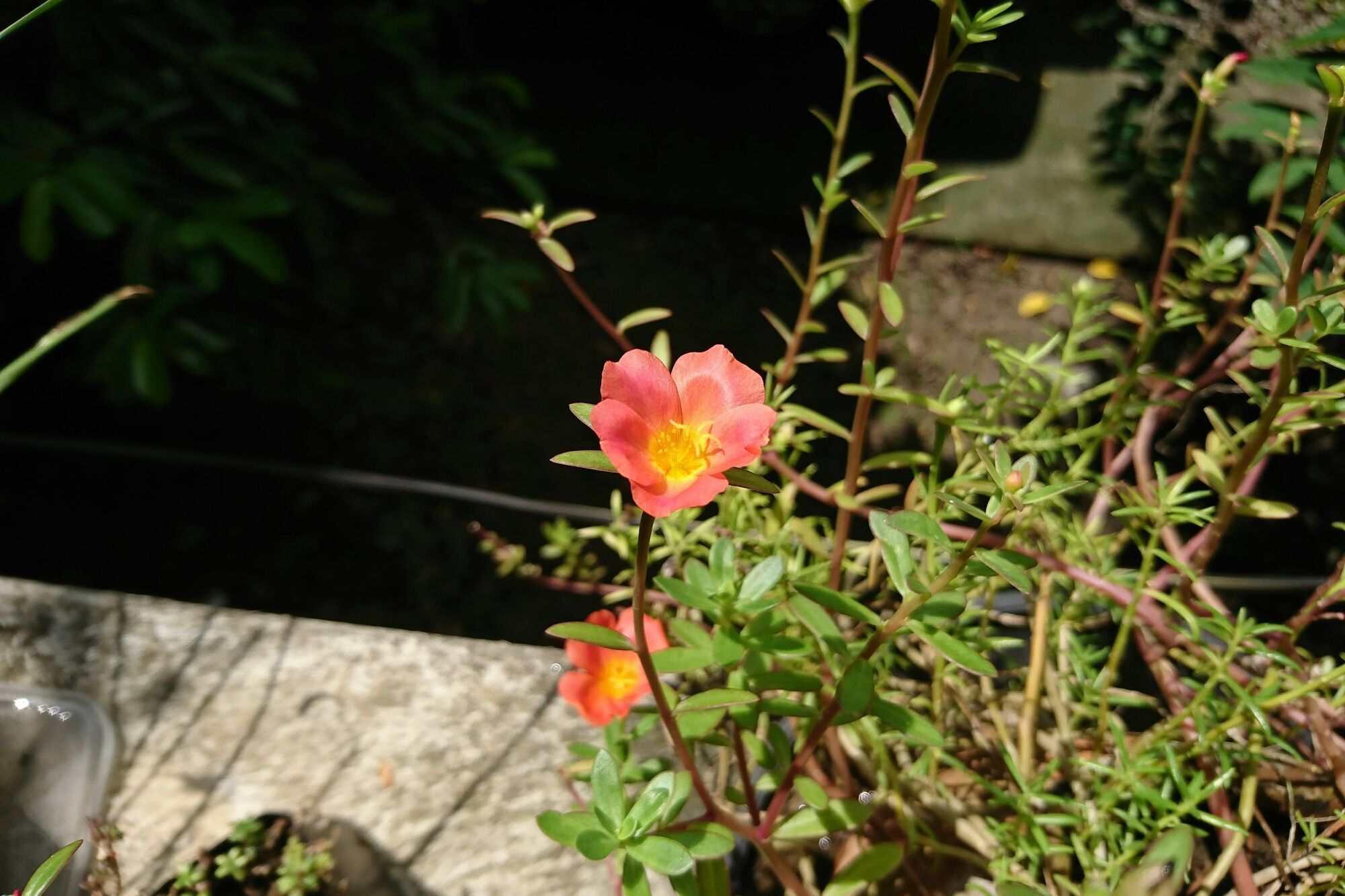 Для сада и балкона: назван универсальный цветок, который выдерживает разную погоду