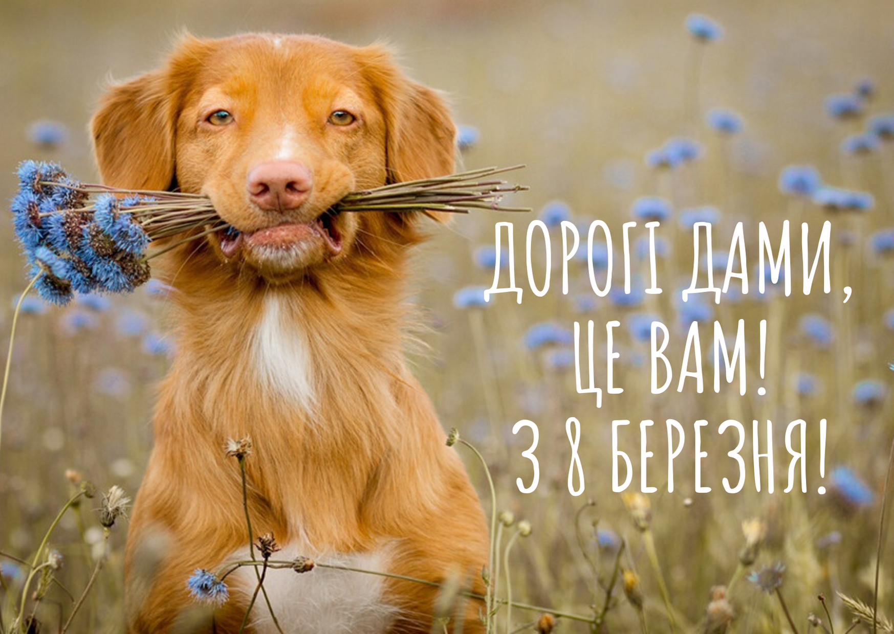 Привітання з Міжнародним жіночим днем для колег: гарні вірші і проза