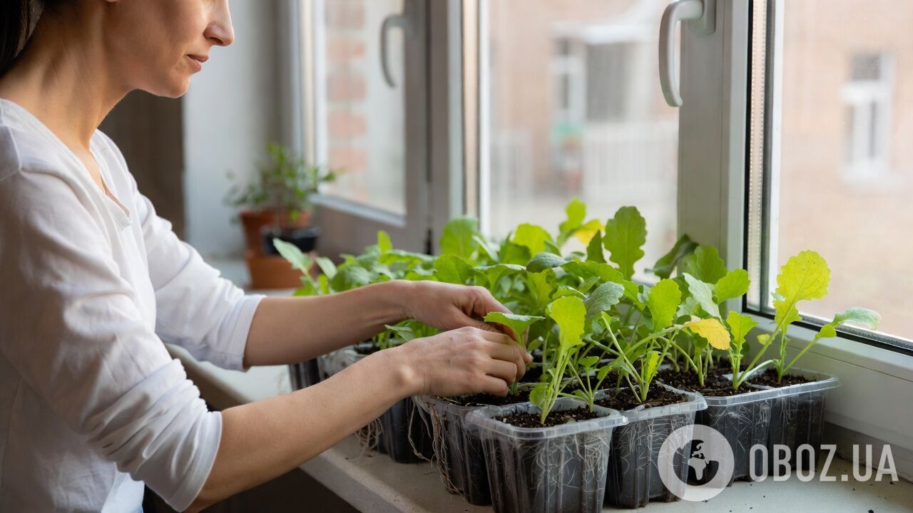 Буде ранній урожай: як виростити редиску в касетах