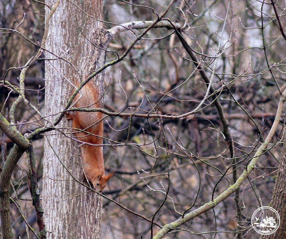 У Чорнобильській зоні живе тварина, яка використовує хвіст як кермо під час польоту. Фото