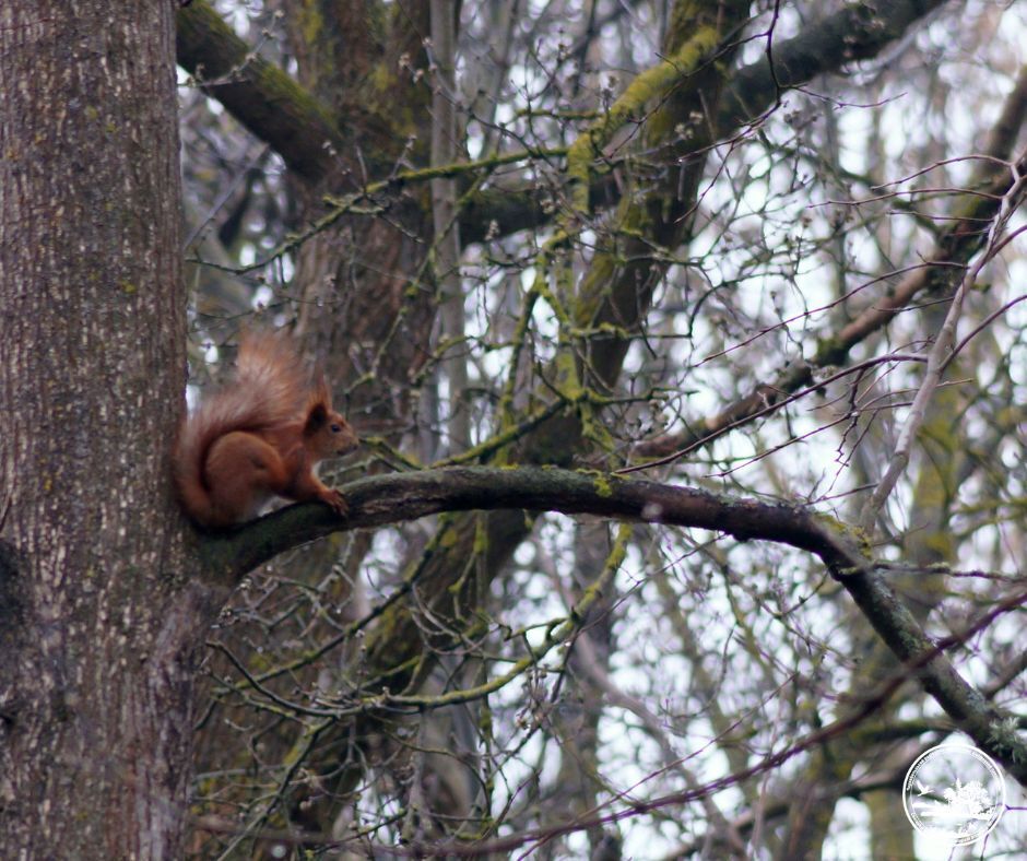 У Чорнобильській зоні живе тварина, яка використовує хвіст як кермо під час польоту. Фото