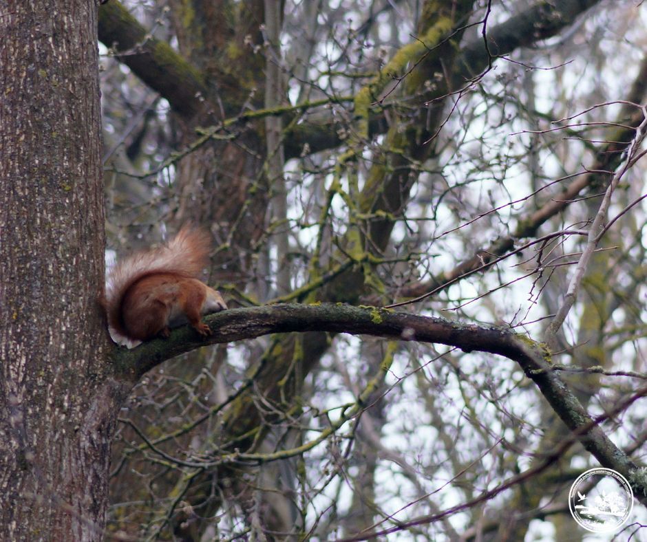 У Чорнобильській зоні живе тварина, яка використовує хвіст як кермо під час польоту. Фото