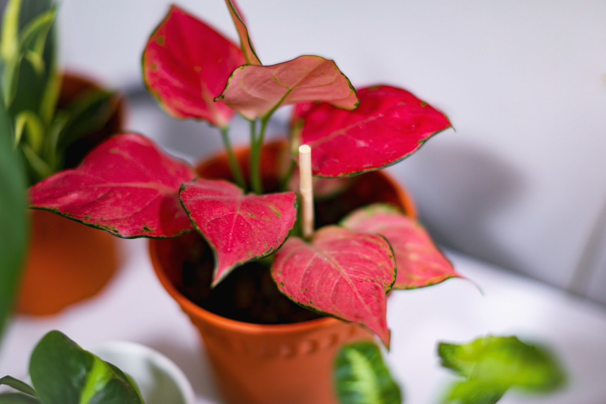 Чому кімнатні рослини гинуть після покупки: як їх вберегти