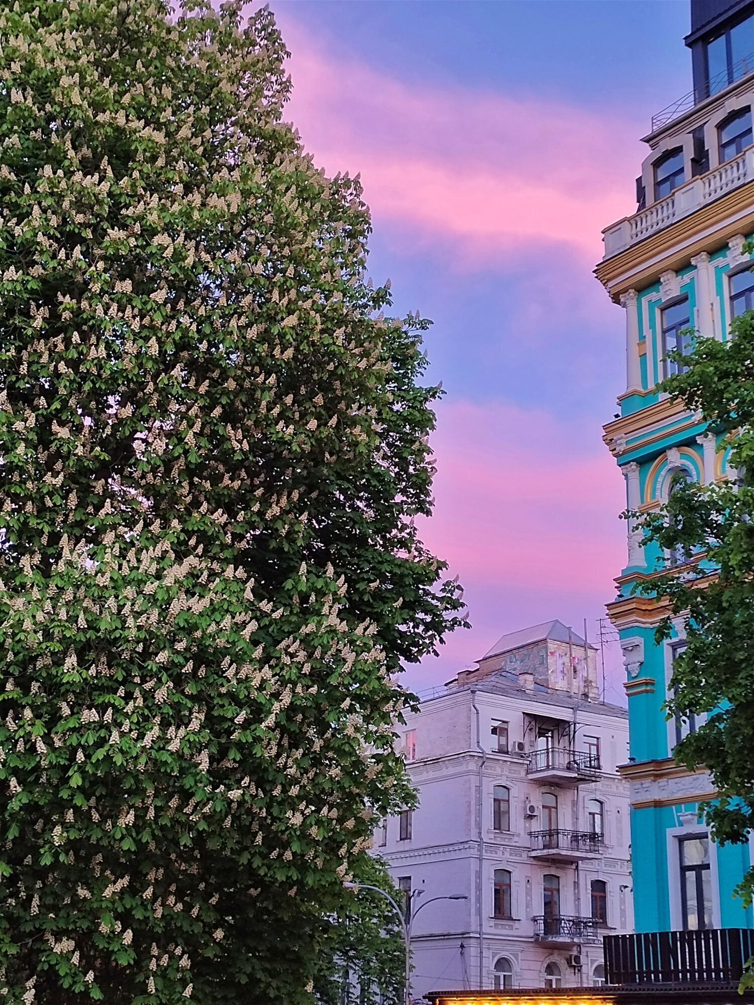 Путівник весняним цвітінням у Києві: де цвітуть азалії, сакури, бузок, тюльпани