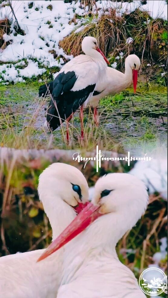 Долають до 10 тис. км: до Чорнобильської зони повертаються найвідоміші птахи України. Фото