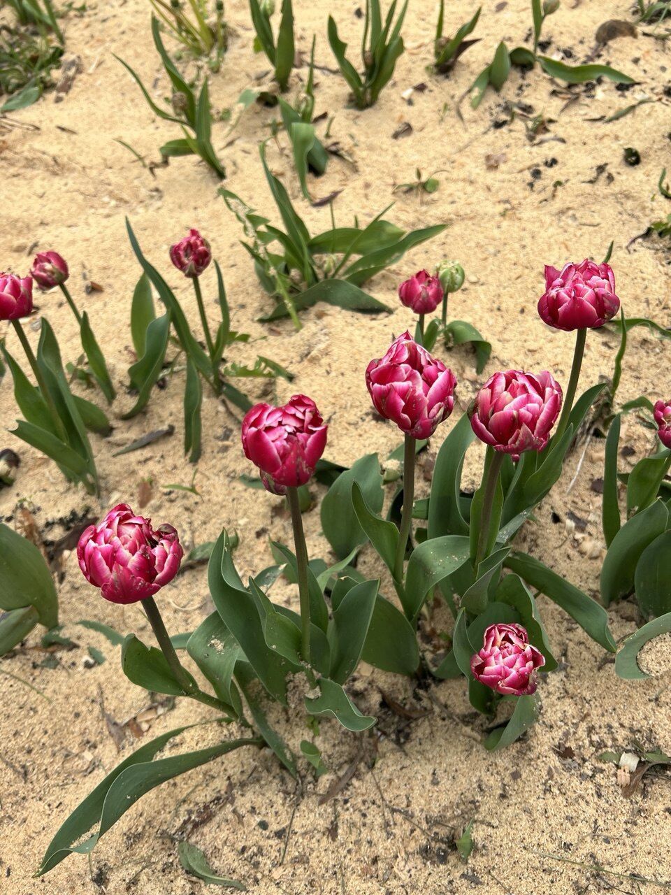 Путівник весняним цвітінням у Києві: де цвітуть азалії, сакури, бузок, тюльпани