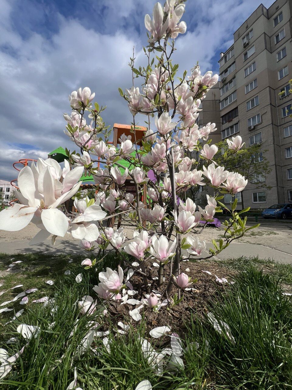 Путівник весняним цвітінням у Києві: де цвітуть азалії, сакури, бузок, тюльпани