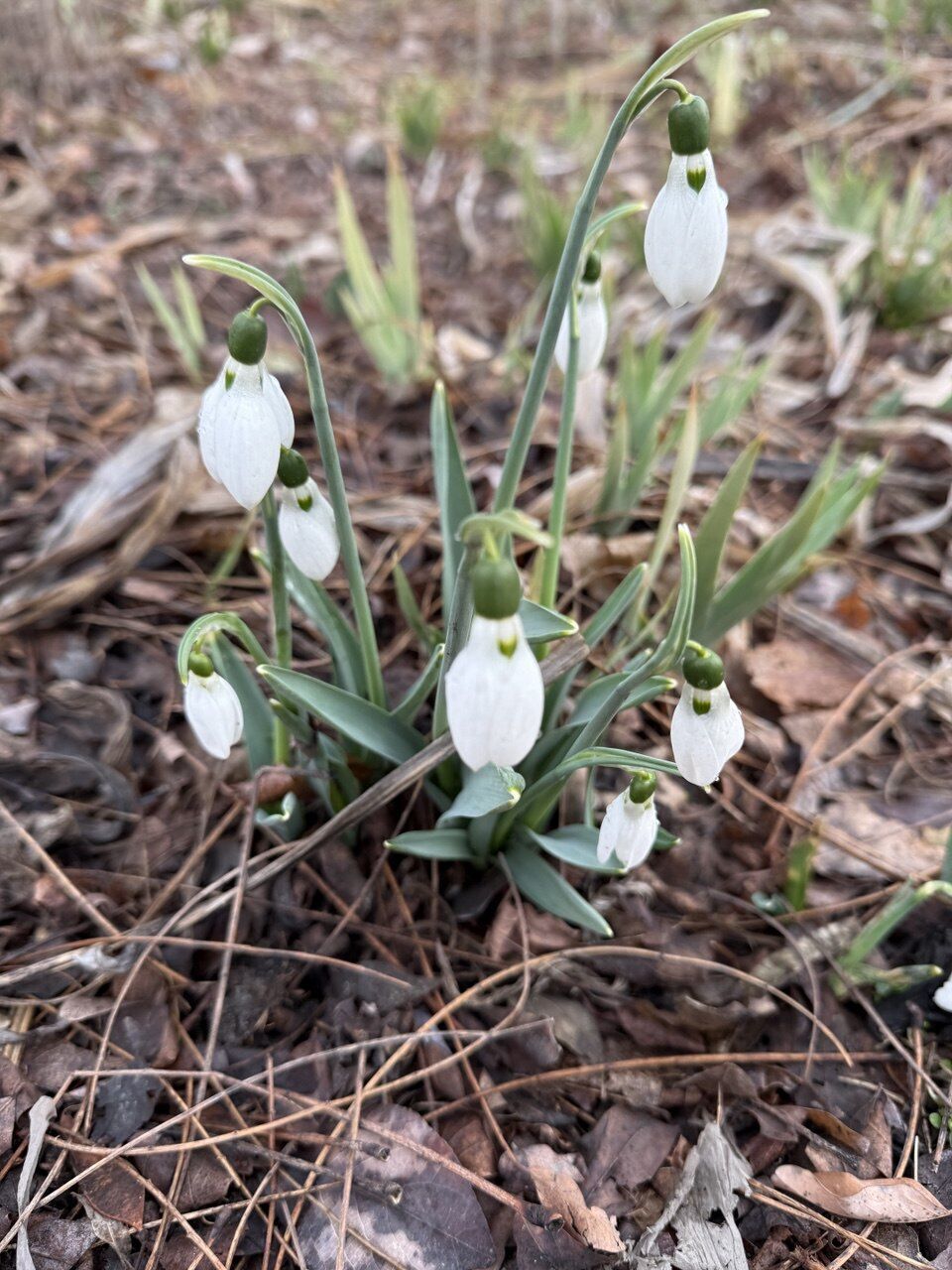 Путівник весняним цвітінням у Києві: де цвітуть азалії, сакури, бузок, тюльпани