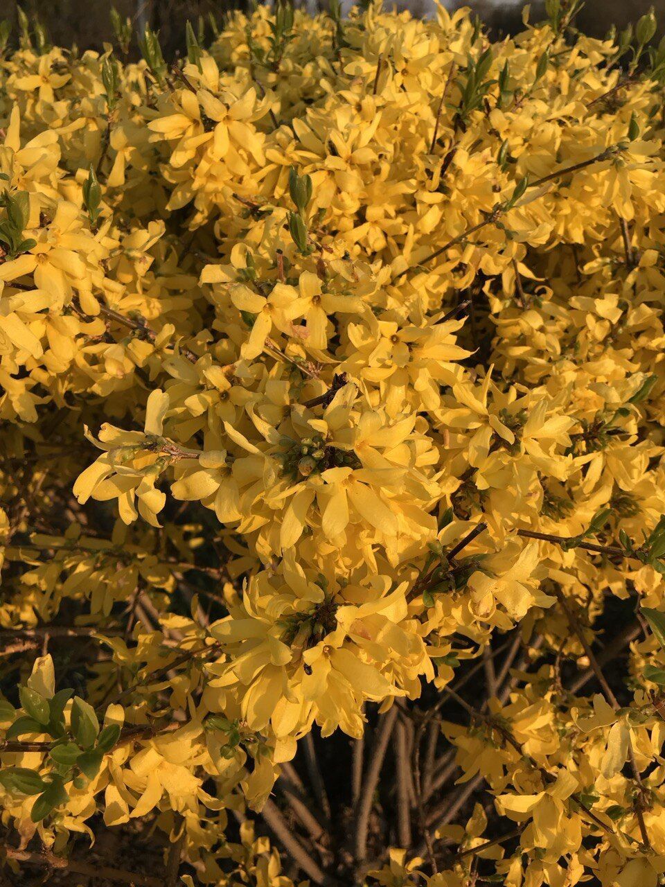 Путівник весняним цвітінням у Києві: де цвітуть азалії, сакури, бузок, тюльпани