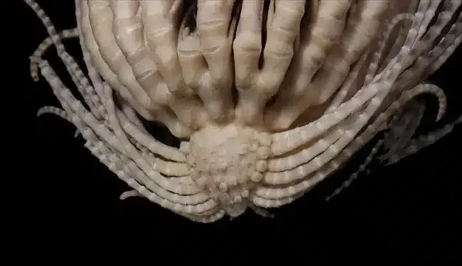 "Клубника со щупальцами": ученые обнаружили огромное загадочное существо в океане Антарктиды