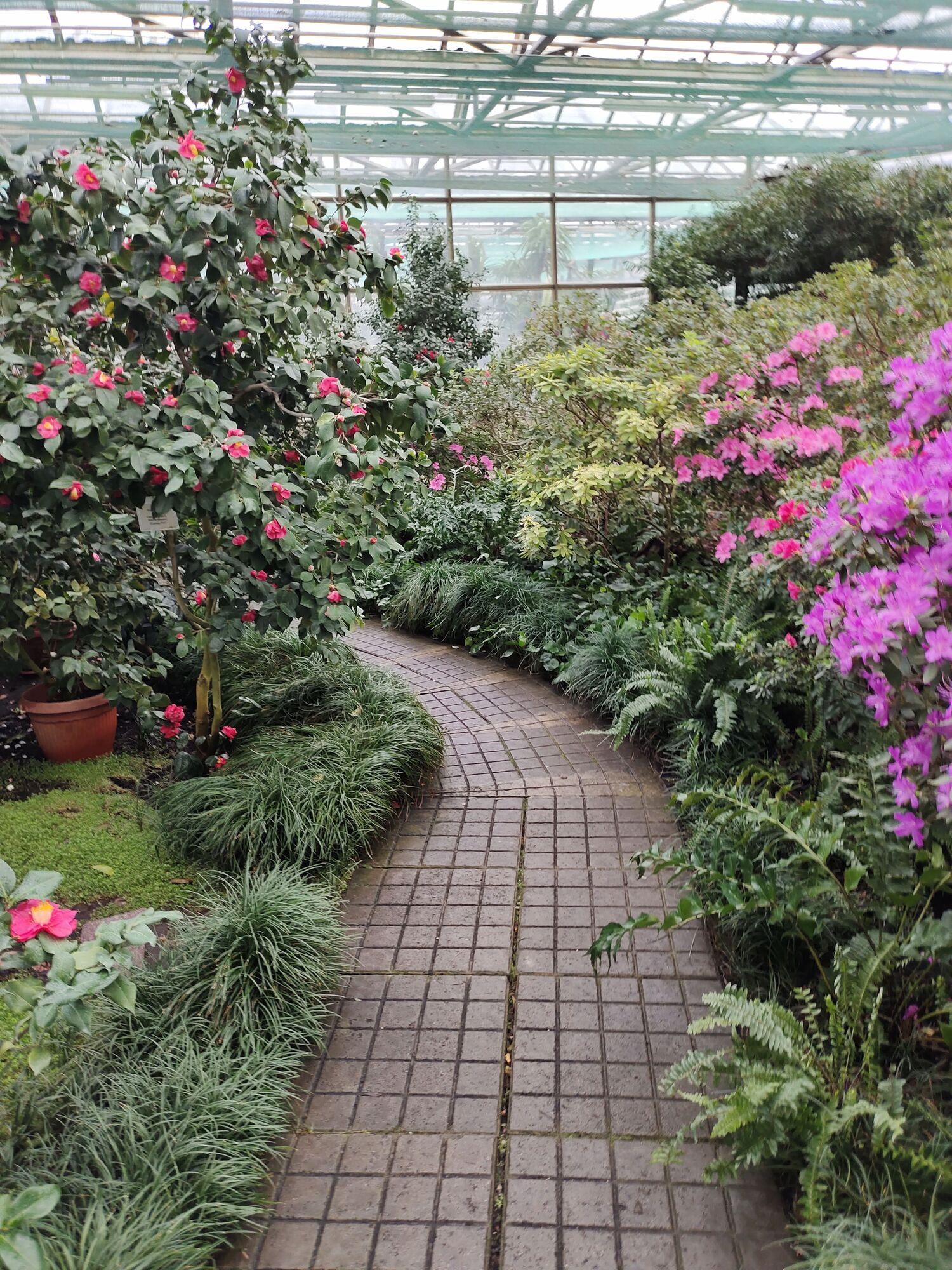 Путівник весняним цвітінням у Києві: де цвітуть азалії, сакури, бузок, тюльпани