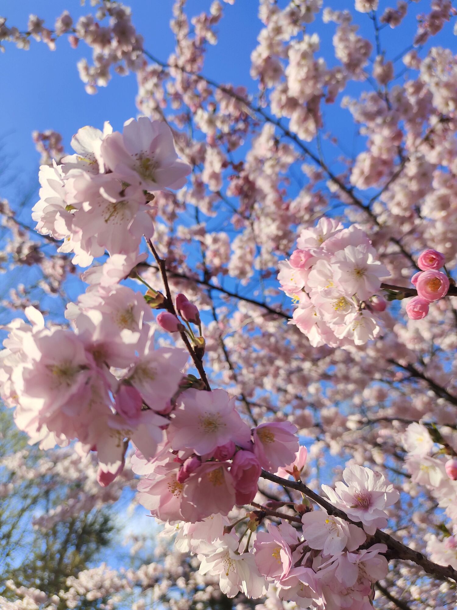 Путівник весняним цвітінням у Києві: де цвітуть азалії, сакури, бузок, тюльпани