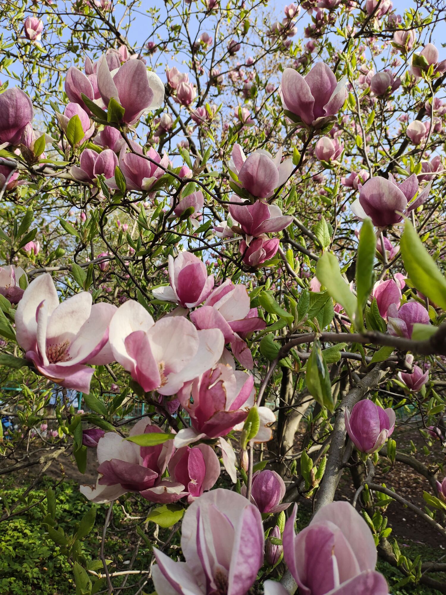 Путівник весняним цвітінням у Києві: де цвітуть азалії, сакури, бузок, тюльпани