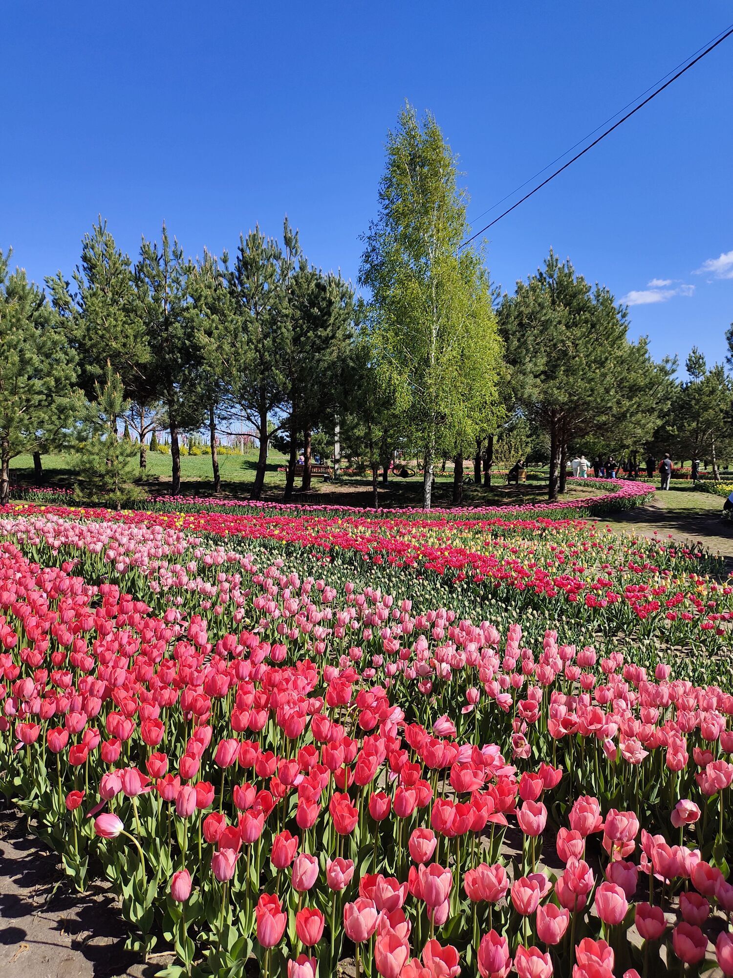 Путівник весняним цвітінням у Києві: де цвітуть азалії, сакури, бузок, тюльпани