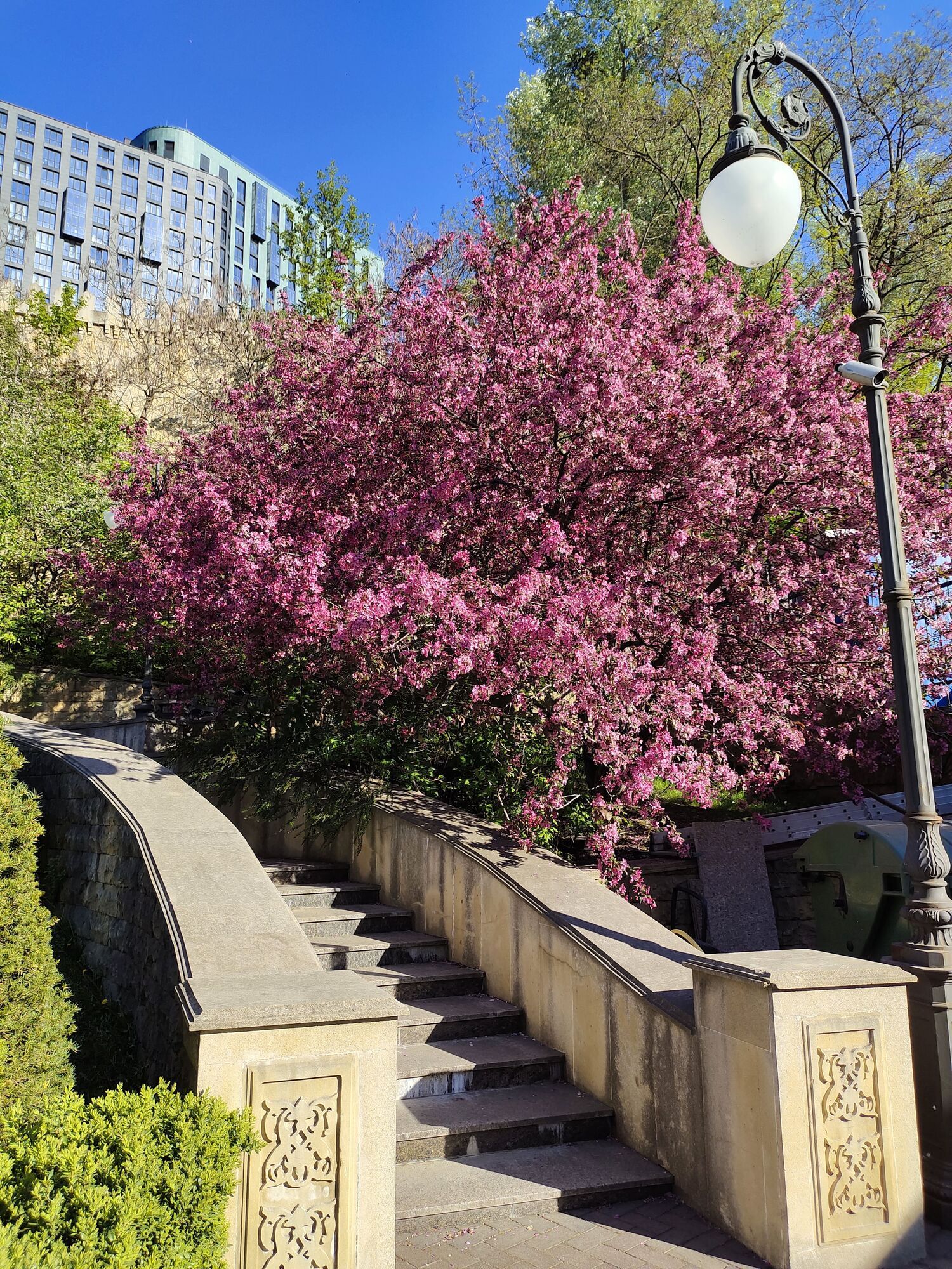 Путівник весняним цвітінням у Києві: де цвітуть азалії, сакури, бузок, тюльпани