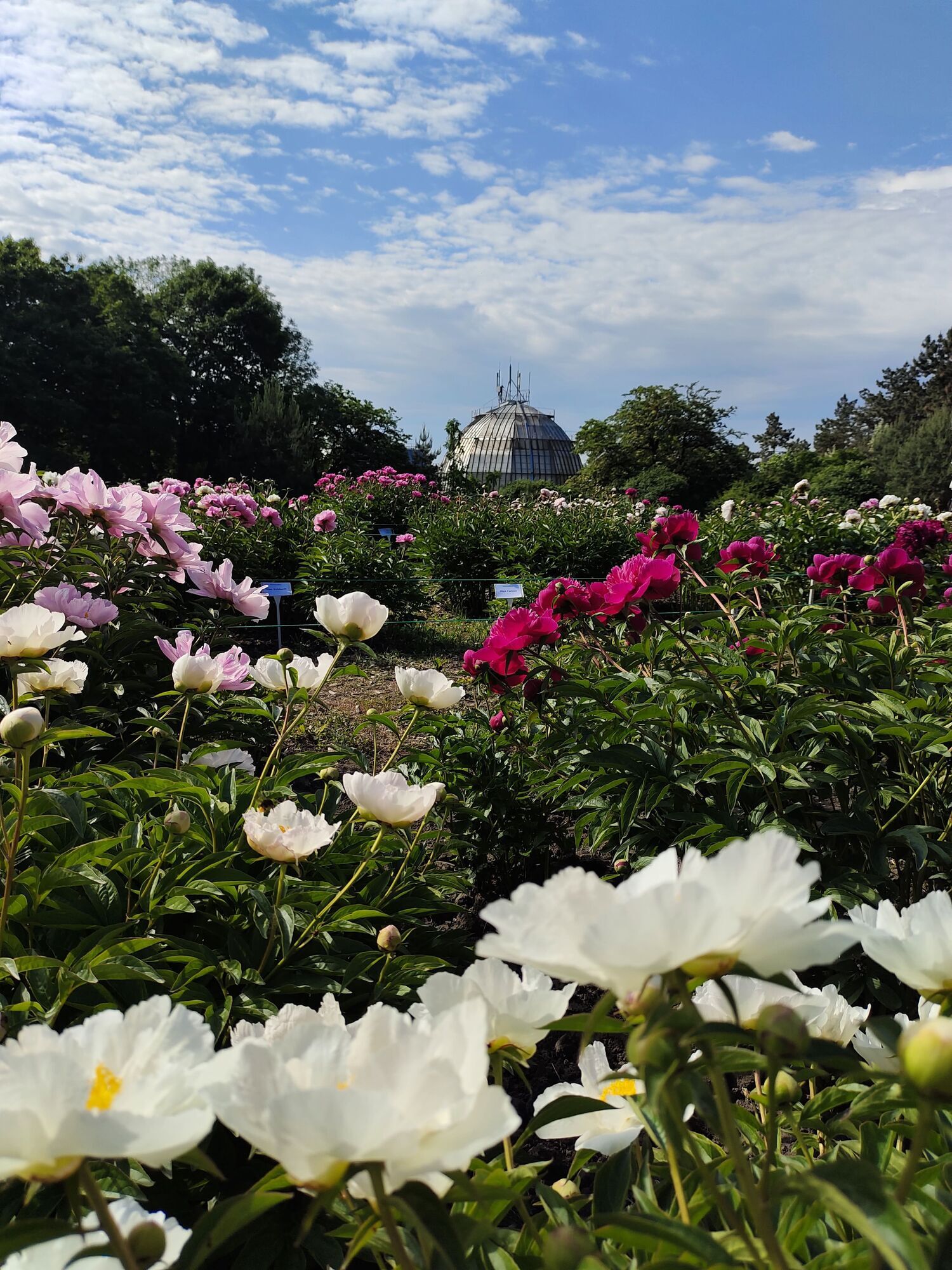 Путівник весняним цвітінням у Києві: де цвітуть азалії, сакури, бузок, тюльпани