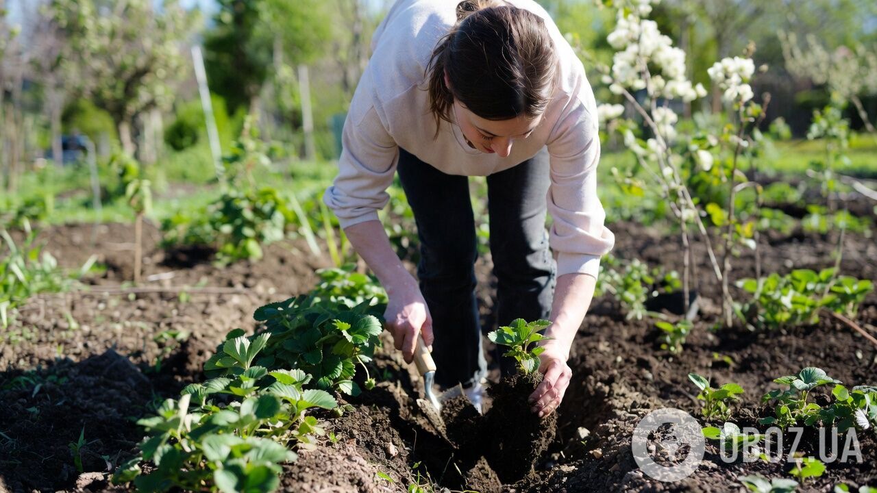 Чим підживити кущі полуниці навесні: урожай вас вразить