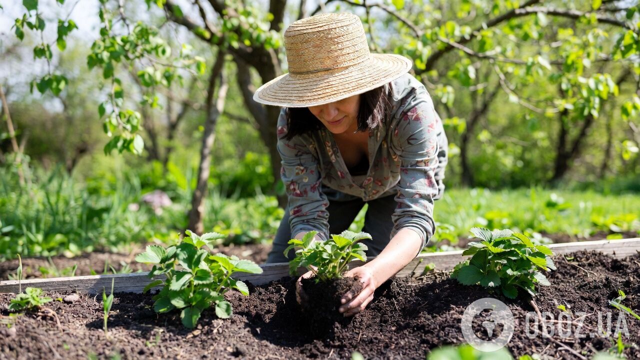 Чим підживити кущі полуниці навесні: урожай вас вразить