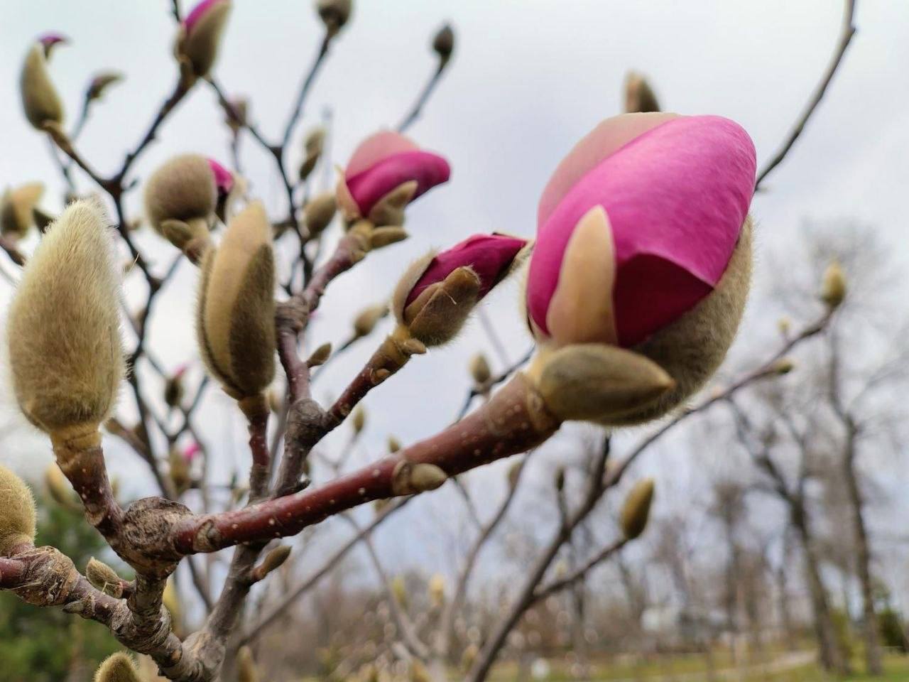 У Києві розпочався період цвітіння сакур і магнолій: де можна побачити красу. Фото