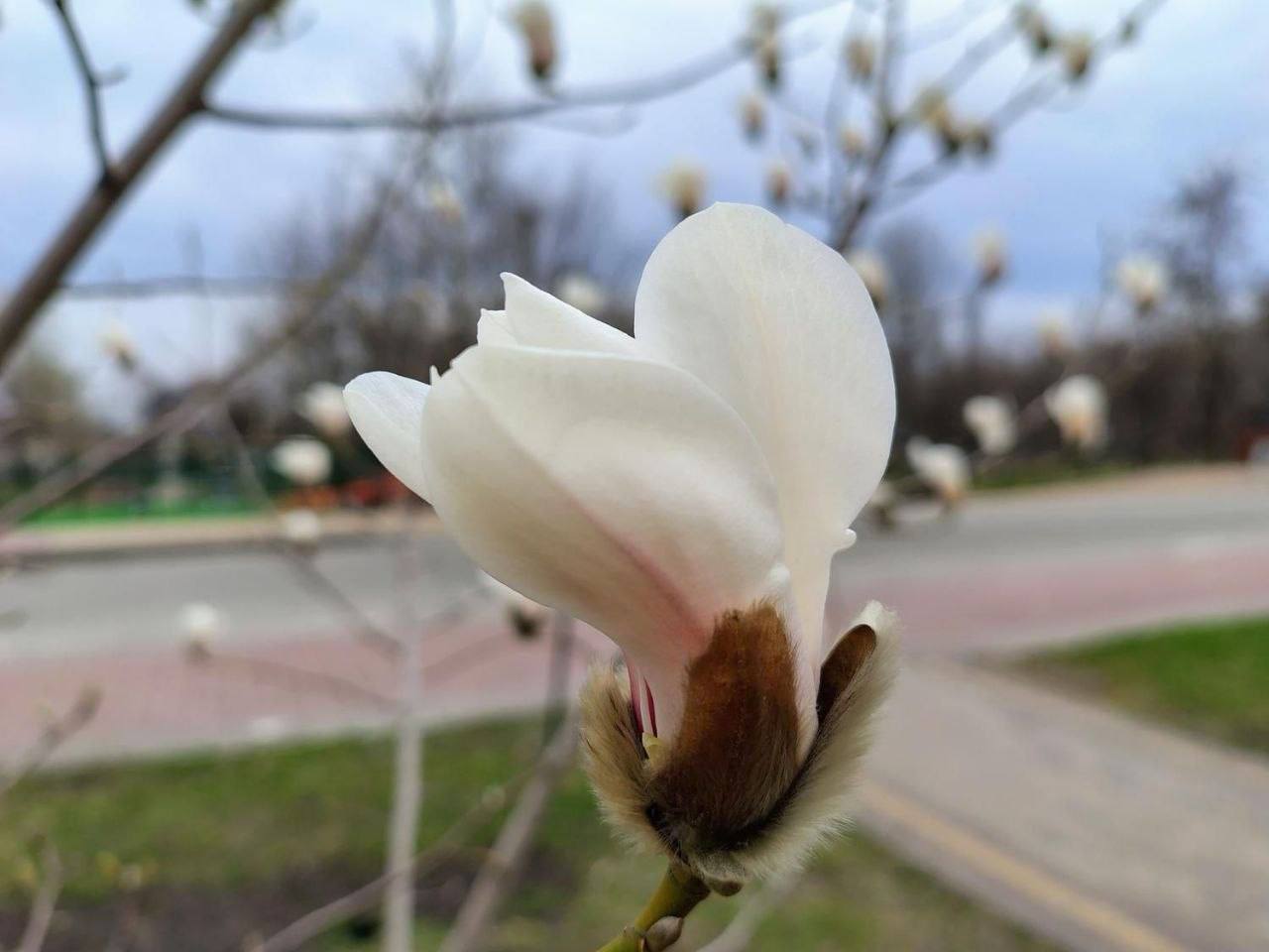У Києві розпочався період цвітіння сакур і магнолій: де можна побачити красу. Фото