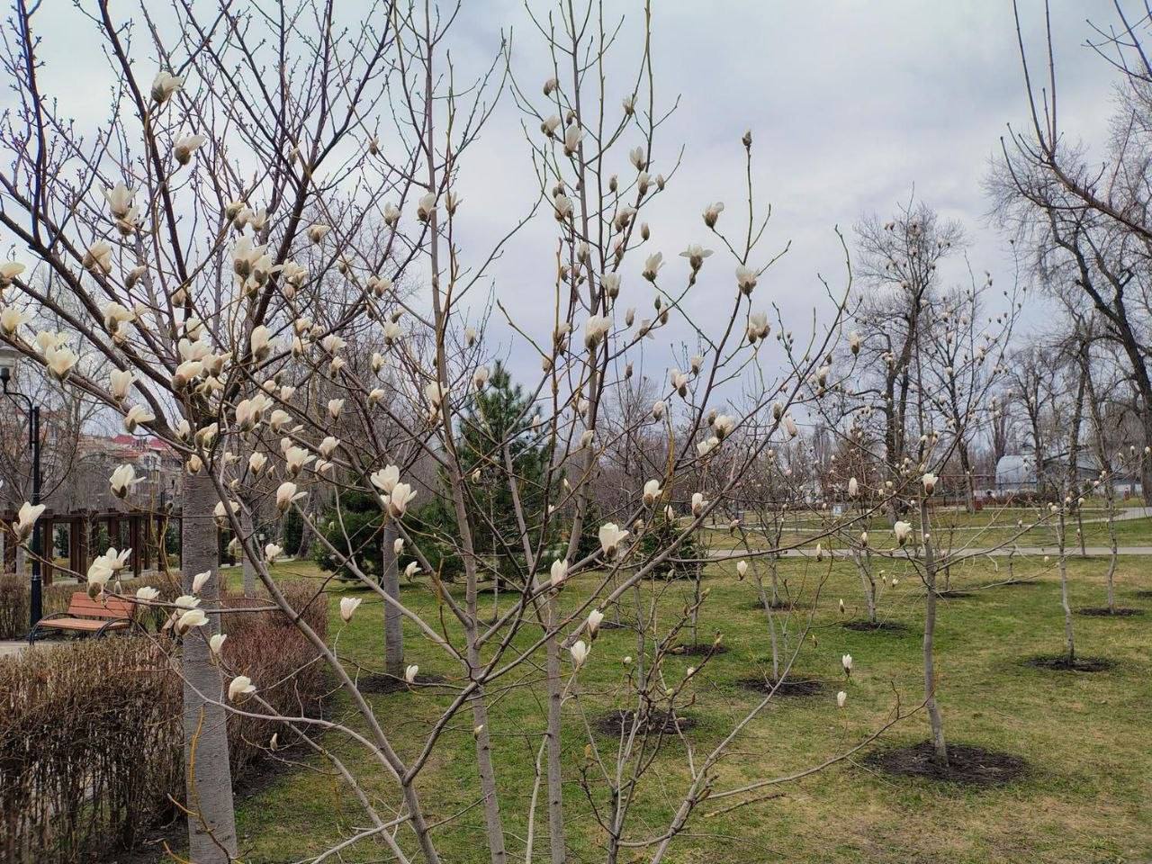 У Києві розпочався період цвітіння сакур і магнолій: де можна побачити красу. Фото