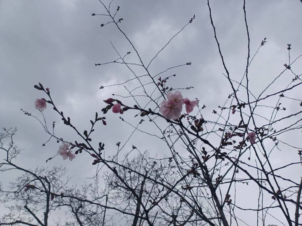 У Києві розпочався період цвітіння сакур і магнолій: де можна побачити красу. Фото