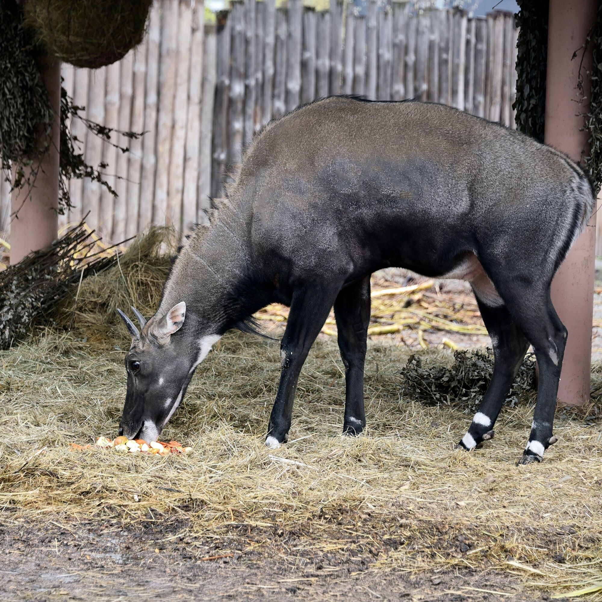У зоопарку Києва з’явилось поповнення в родині антилоп нільгау. Фото малечі та подробиці
