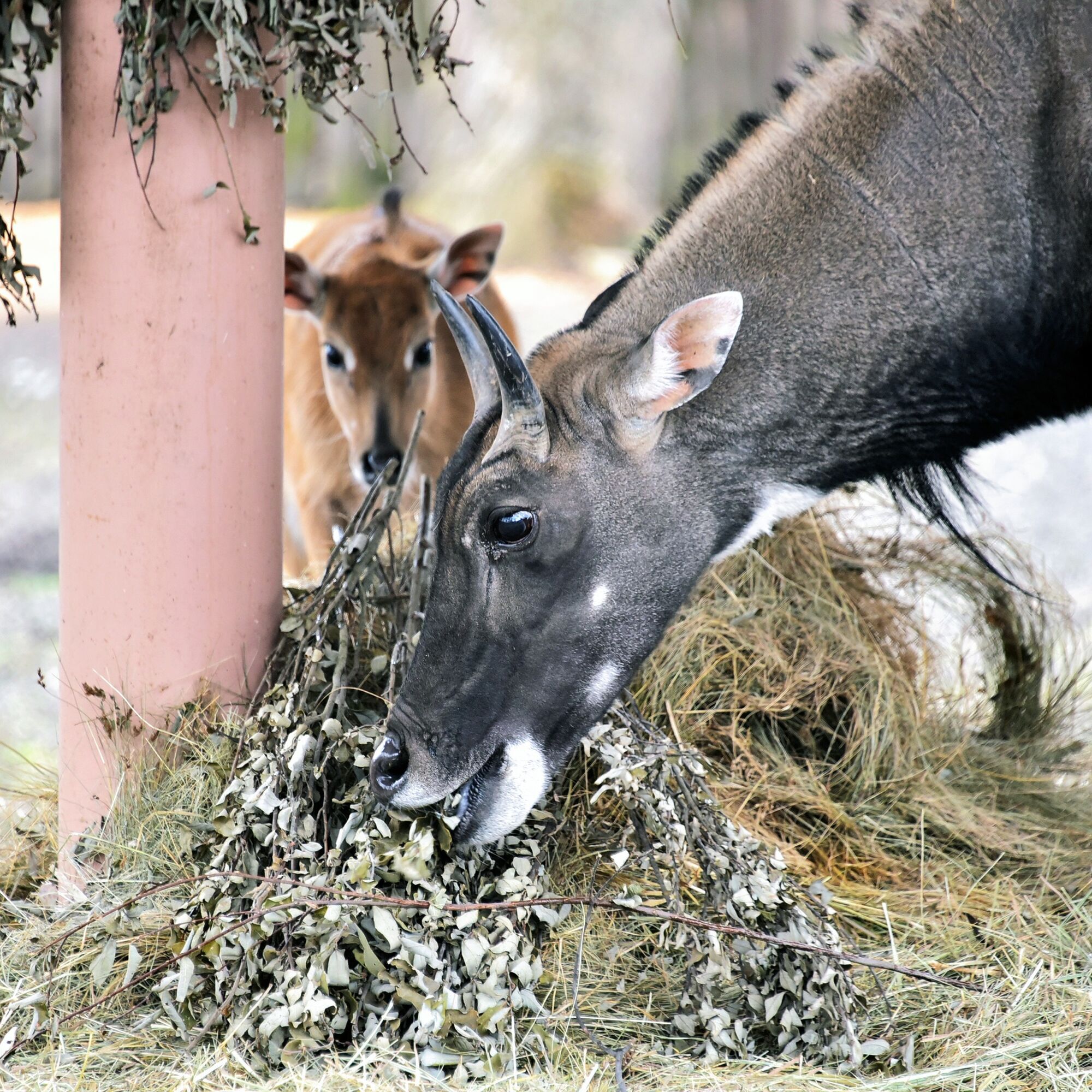 У зоопарку Києва з’явилось поповнення в родині антилоп нільгау. Фото малечі та подробиці