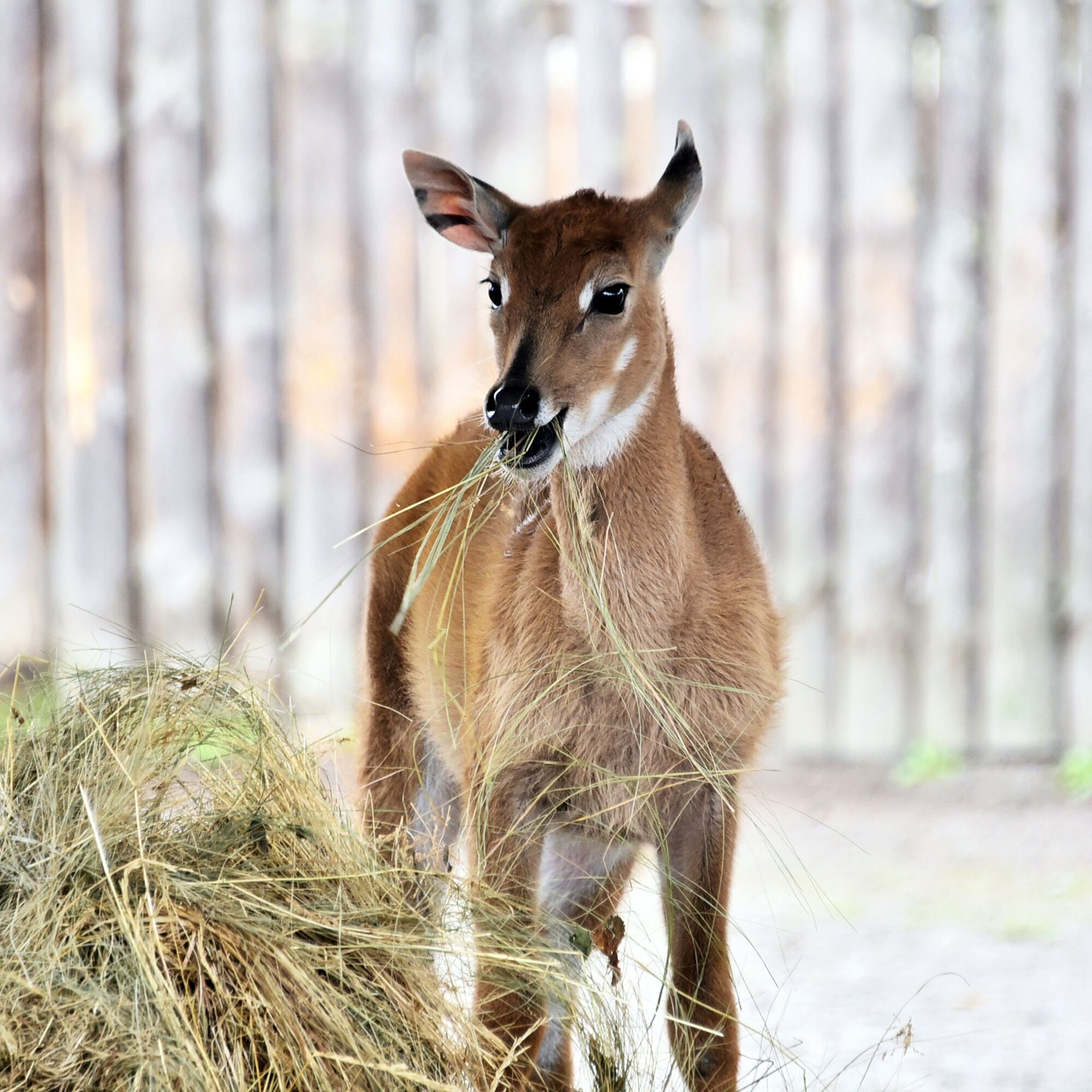 У зоопарку Києва з’явилось поповнення в родині антилоп нільгау. Фото малечі та подробиці