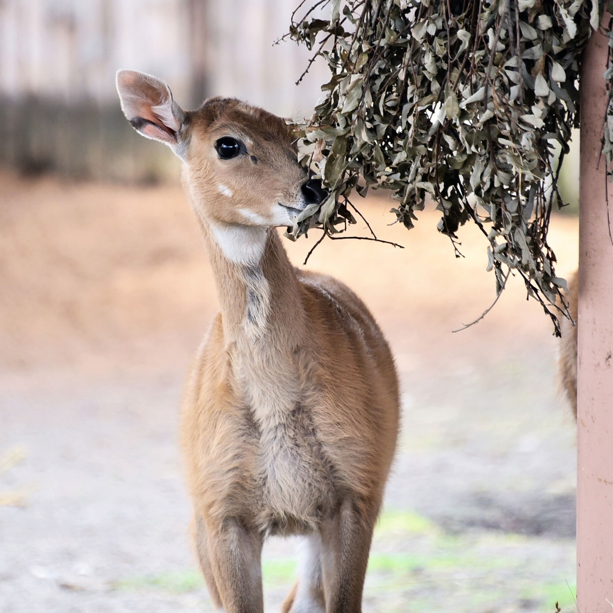 У зоопарку Києва з’явилось поповнення в родині антилоп нільгау. Фото малечі та подробиці