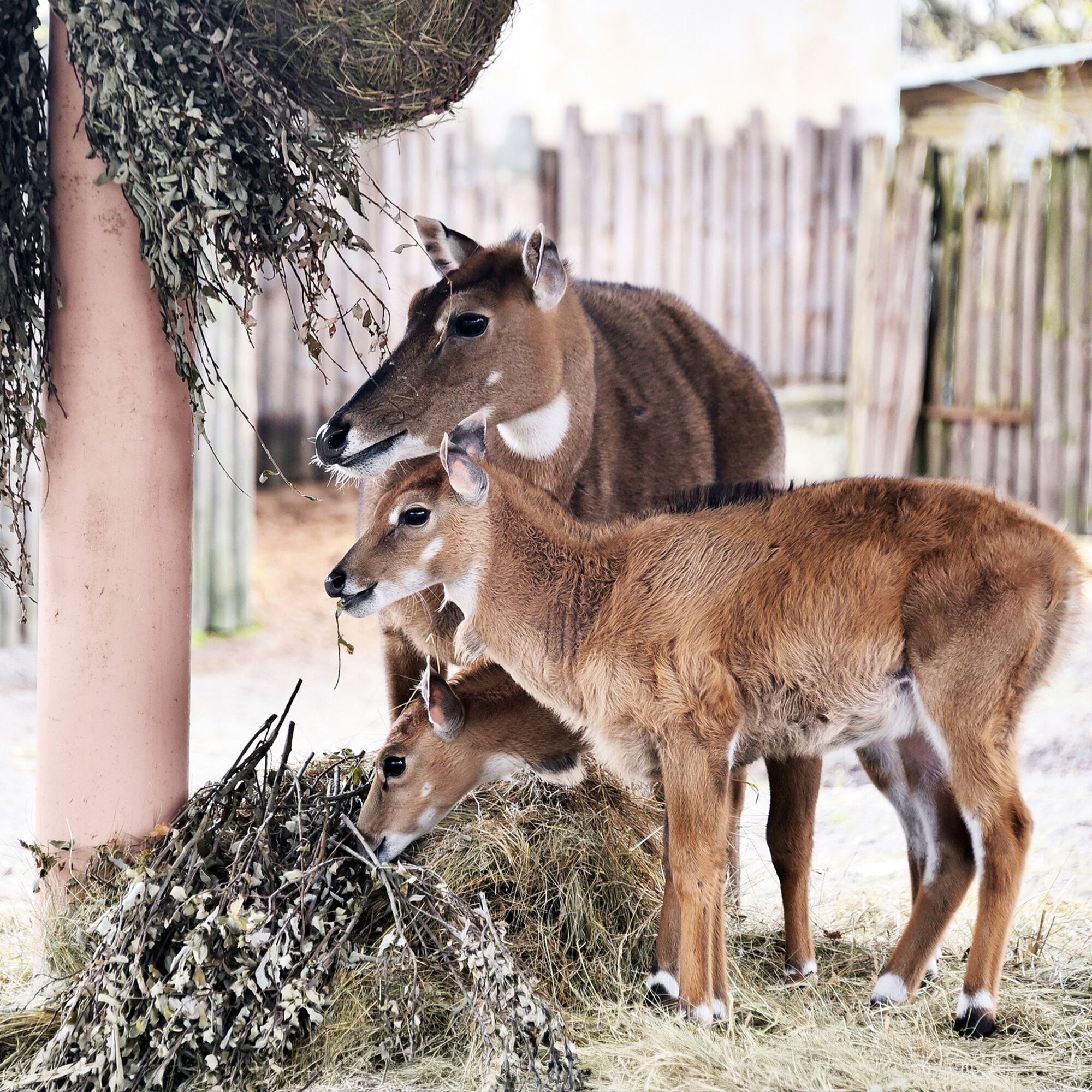 У зоопарку Києва з’явилось поповнення в родині антилоп нільгау. Фото малечі та подробиці