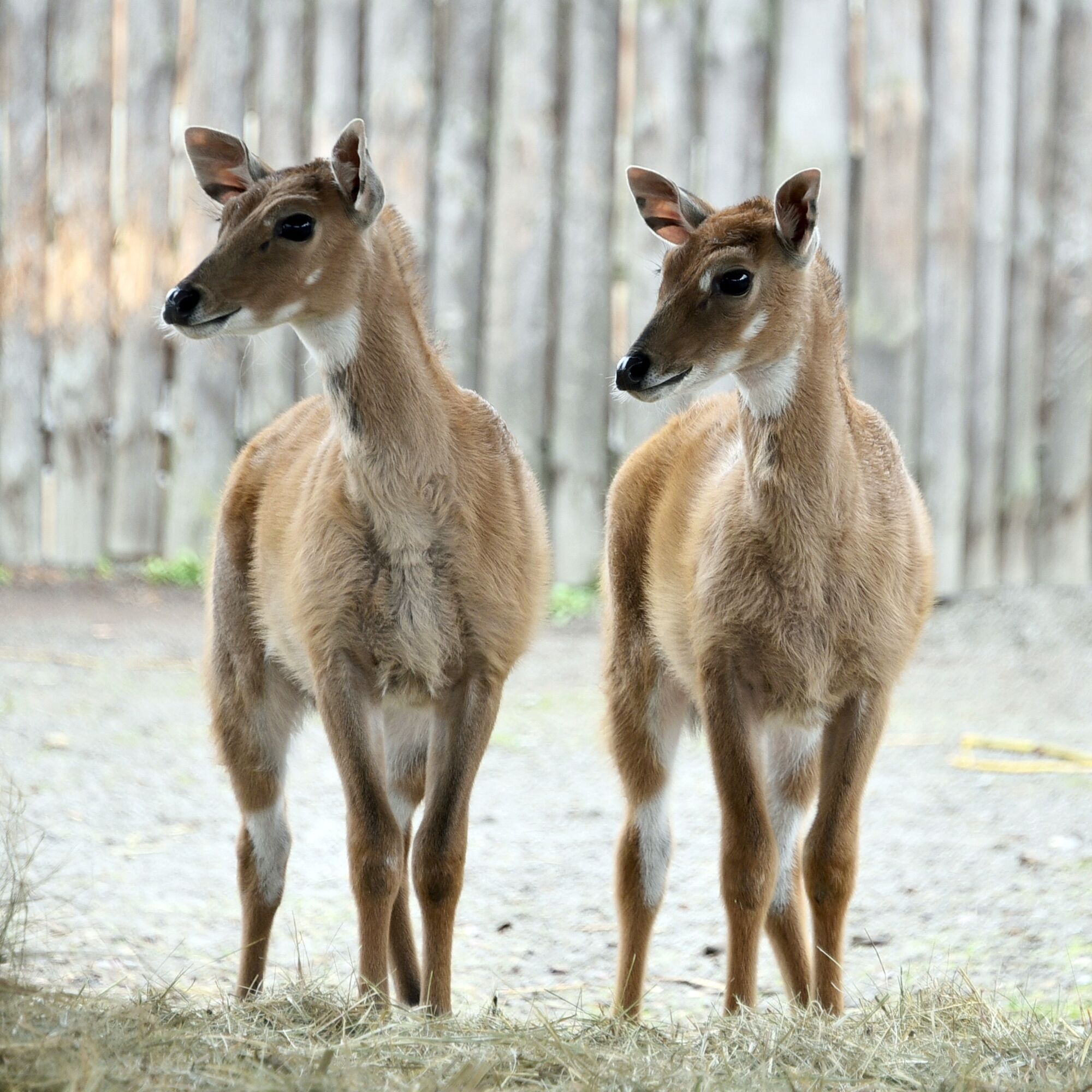 У зоопарку Києва з’явилось поповнення в родині антилоп нільгау. Фото малечі та подробиці