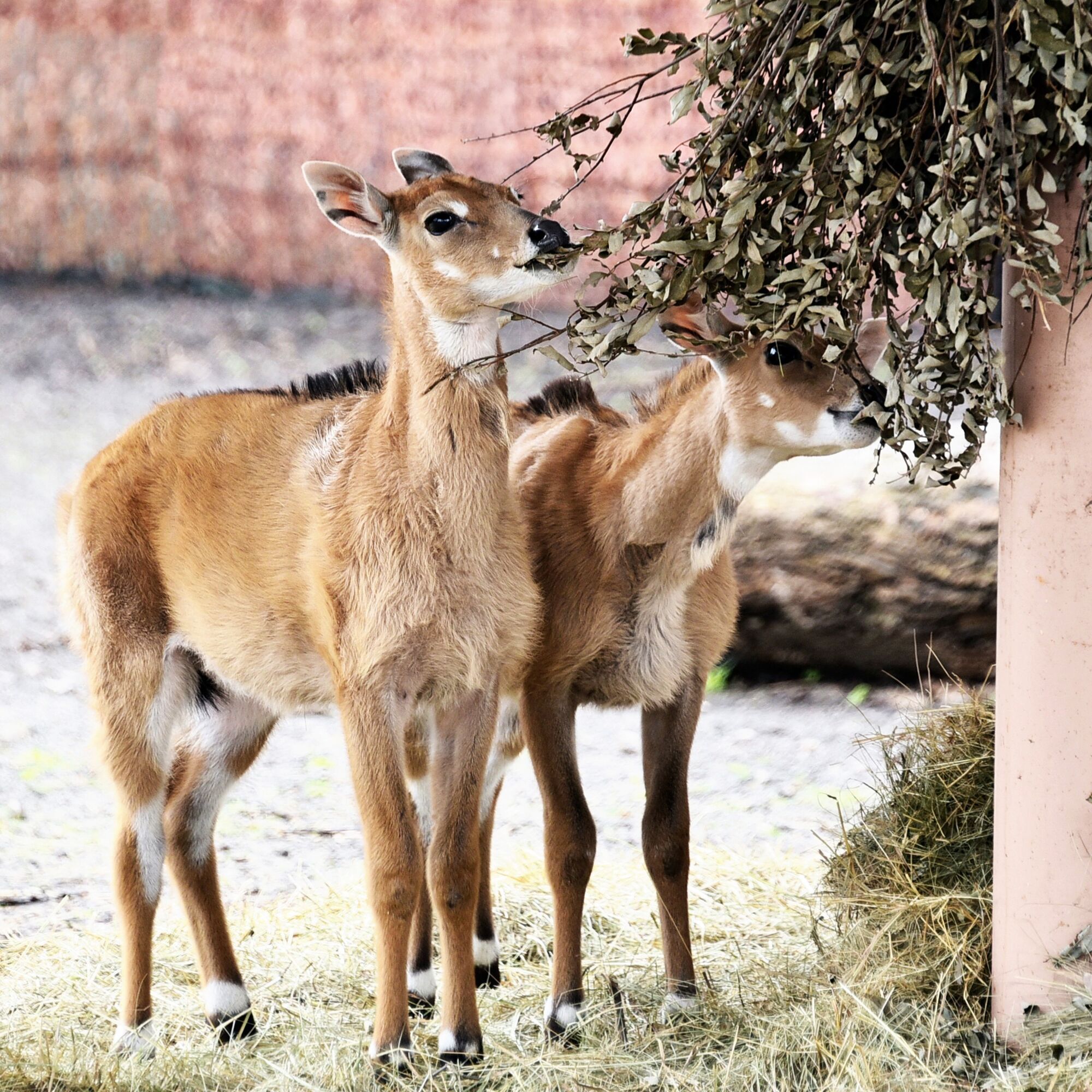 У зоопарку Києва з’явилось поповнення в родині антилоп нільгау. Фото малечі та подробиці