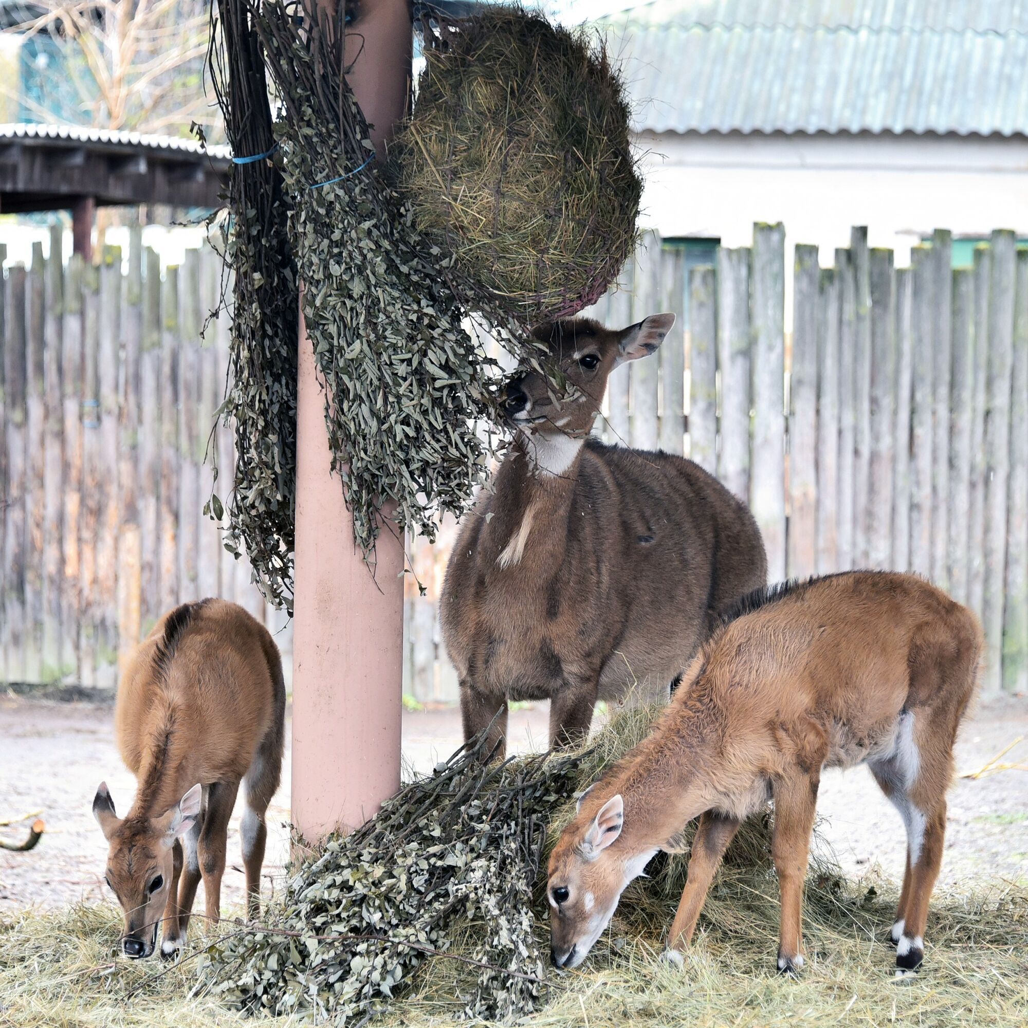 У зоопарку Києва з’явилось поповнення в родині антилоп нільгау. Фото малечі та подробиці