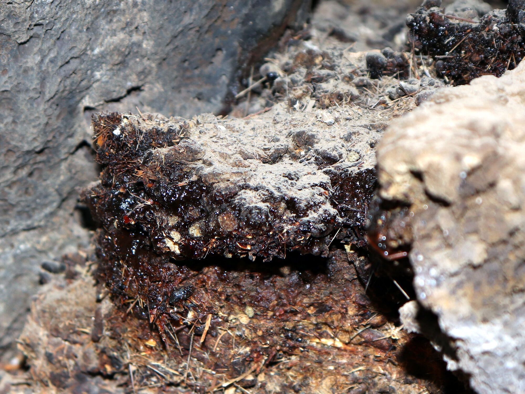 Банки, мумійо і чайний гриб: чим лікувалися в СРСР