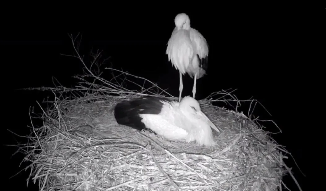 У знаменитих лелек Грицика і Одарки буде поповнення: кадри зворушили мережу. Фото і відео