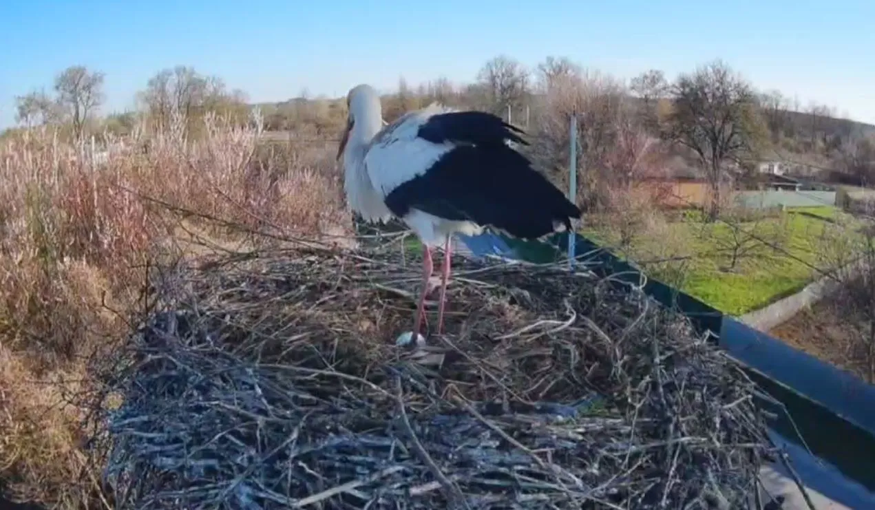 У знаменитих лелек Грицика і Одарки буде поповнення: кадри зворушили мережу. Фото і відео